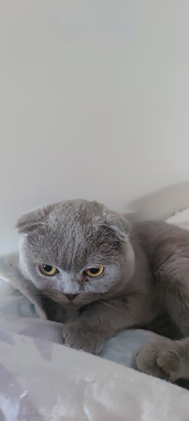 Pui Scottish Fold
