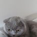 Pui Scottish Fold